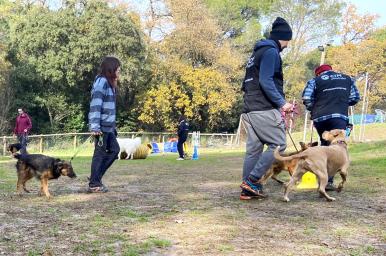 Adiestramiento y educación canina