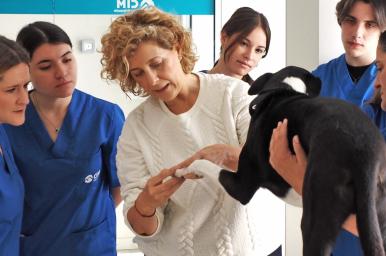 Auxiliar técnico veterinario