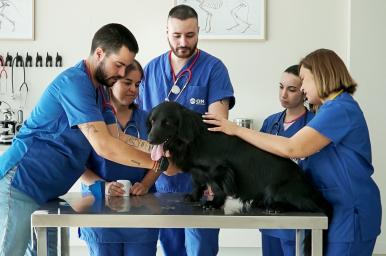 Auxiliar técnico veterinario