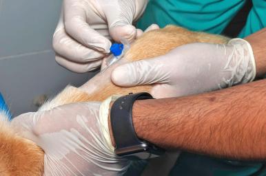 RCP y colocación de catéteres periféricos