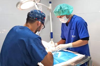 Auxiliar quirúrgico veterinario - AQV