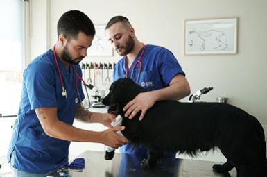 Auxiliar técnico veterinario
