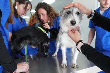 Auxiliar técnico veterinario