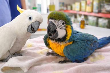 Técnico en aves exóticas