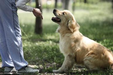 Educador y adiestrador canino