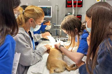 Higiene buco-dental en perros y gatos