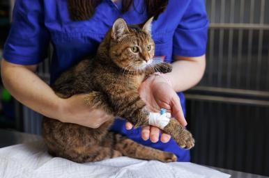 Hospitalización y urgencias veterinarias