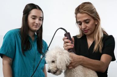 Peluquería y estética canina