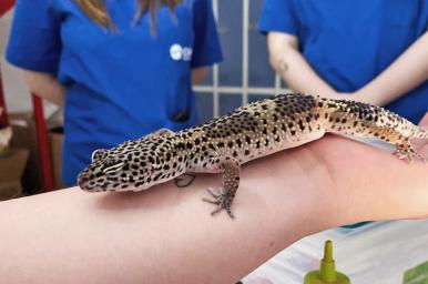 Técnico especialista en animales exóticos