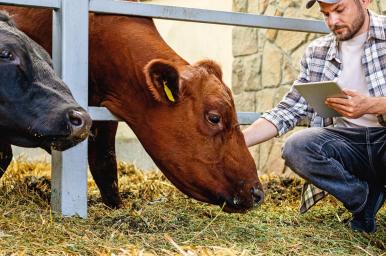 Bienestar animal en explotaciones ganaderas