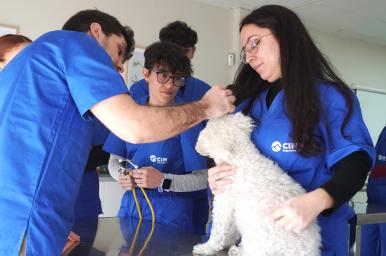 Máster en Asistencia Veterinaria