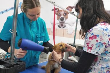 Peluquería y estética canina