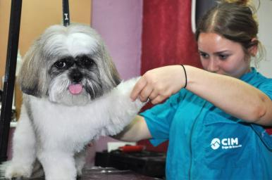 Peluquería y estética canina
