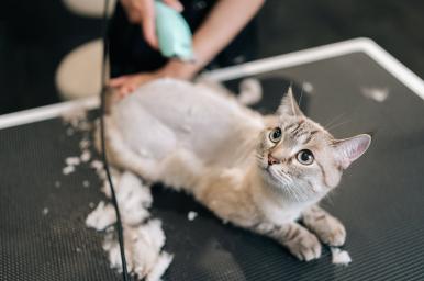 Arte y técnica en peluquería felina