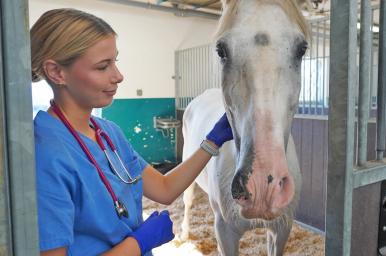 Auxiliar de clínica ecuestre online