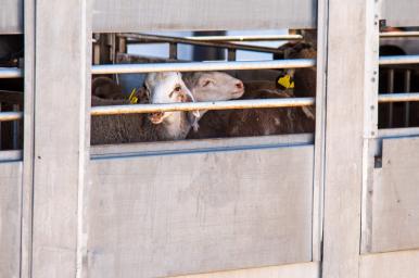 Bienestar animal en el transporte de animales vivos 
