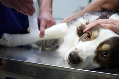 Vendajes funcionales en veterinaria
