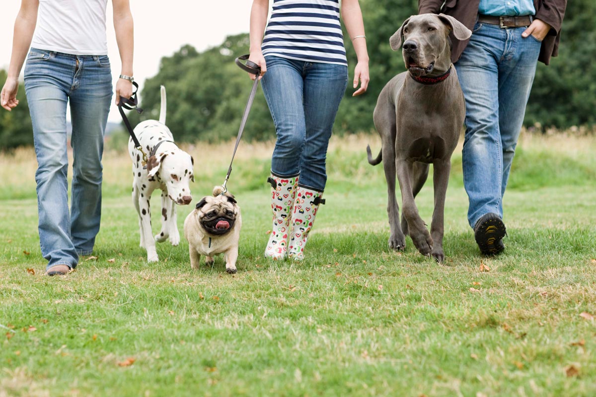 Cabecera curso paseador de perros