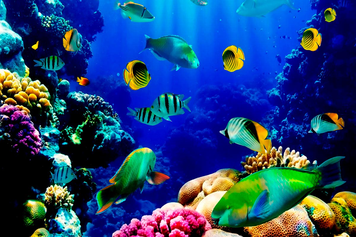 Técnico en acuariofilia