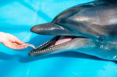 Auxiliar en mamíferos marinos