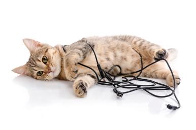 Educador Felino online