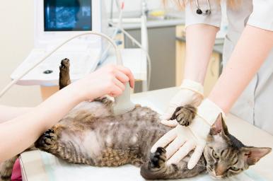 Técnicas de imagen para el diagnóstico