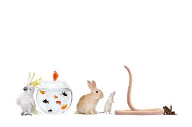 Técnico especialista en animales exóticos