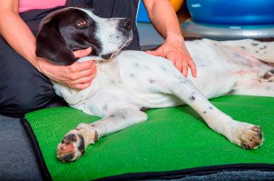 Auxiliar de rehabilitación veterinaria