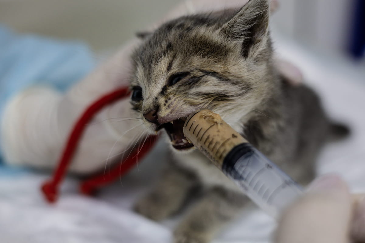 Dietética y nutrición veterinaria