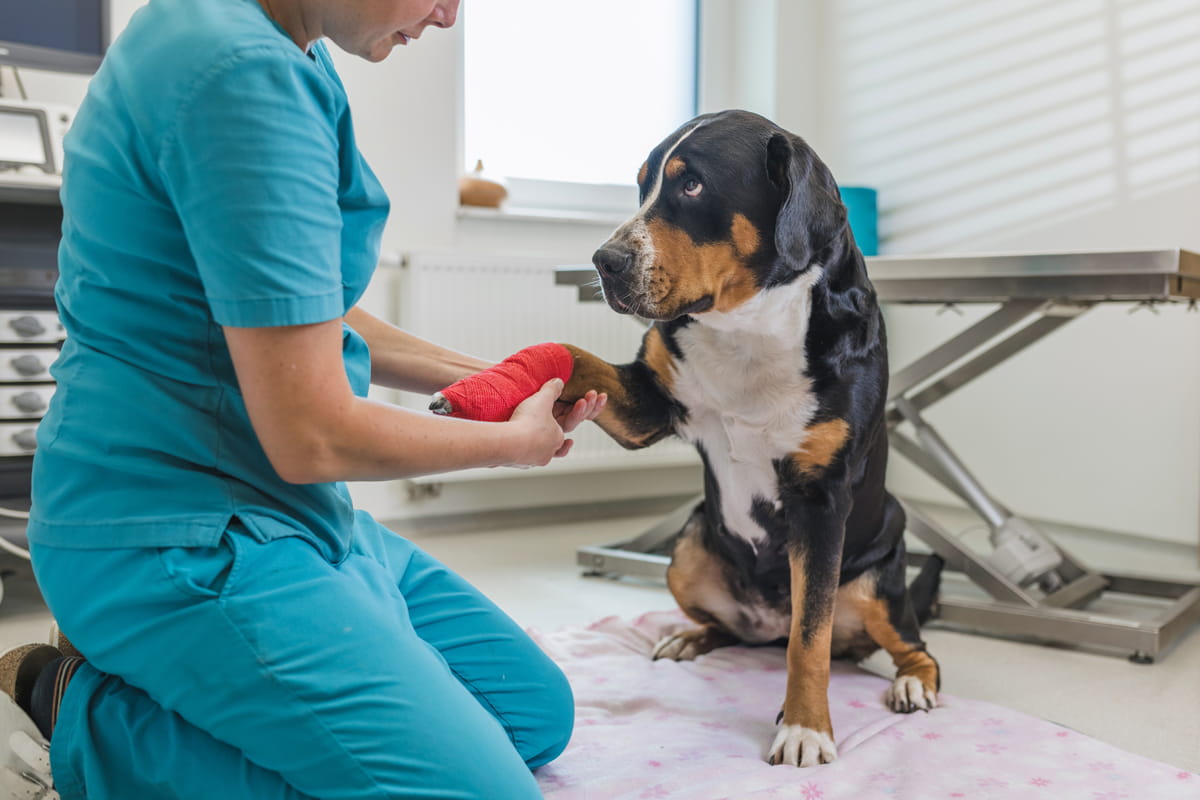 Primeros auxilios perros y gatos