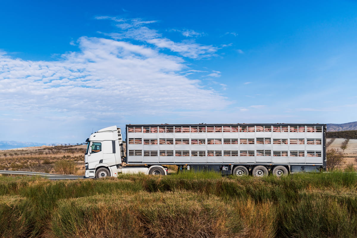 Transporte ganadería