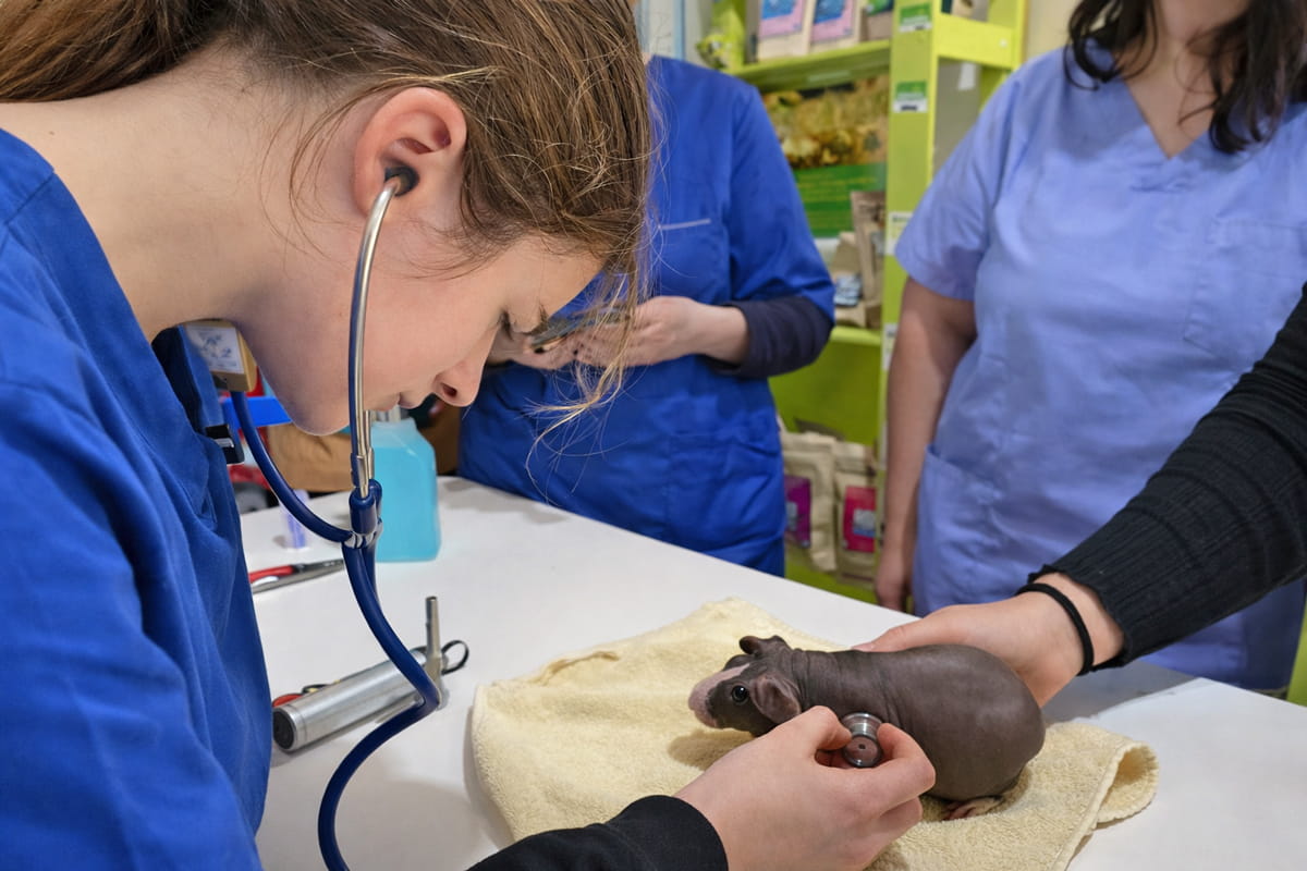 Clase pequeños mamíferos