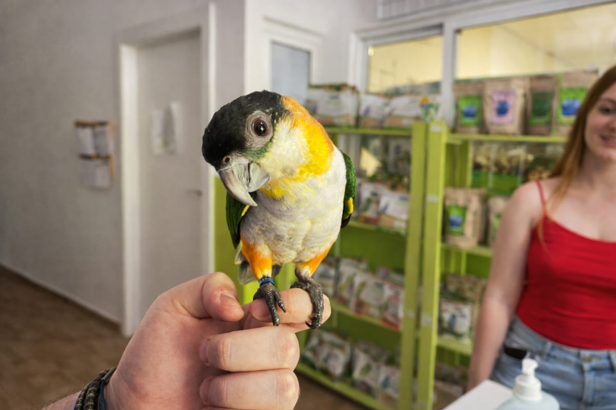 Clase de aves exóticas