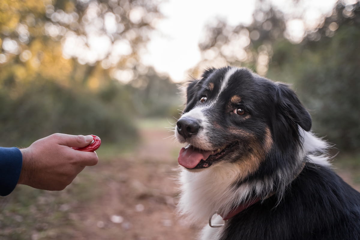 Clicker training