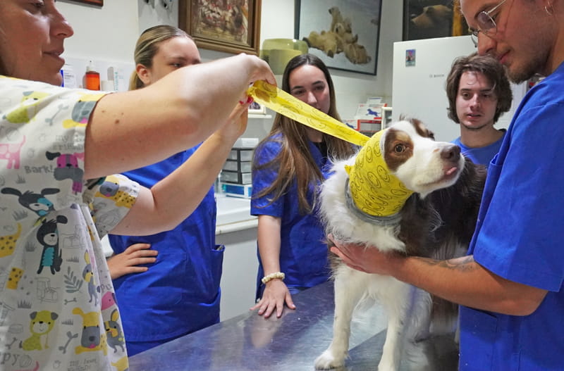 Vendajes veterinarios