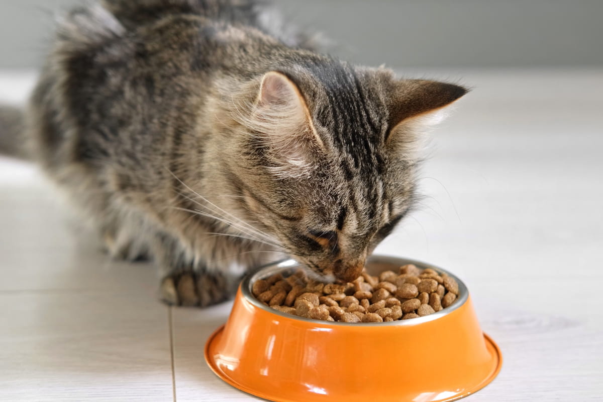 Dietética y nutrición veterinaria
