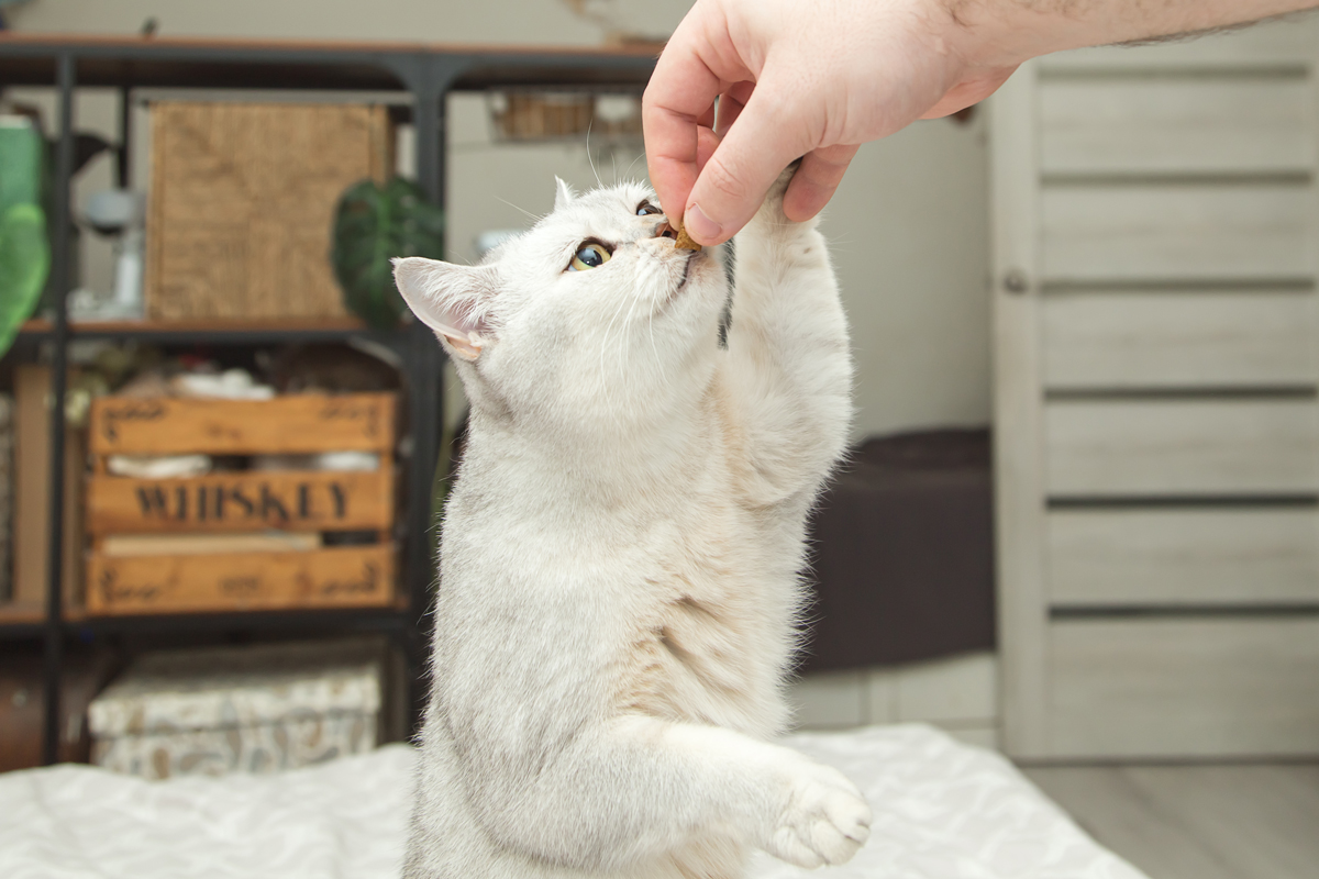 Educador felinos