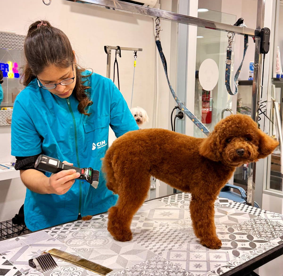 Peluquería canina