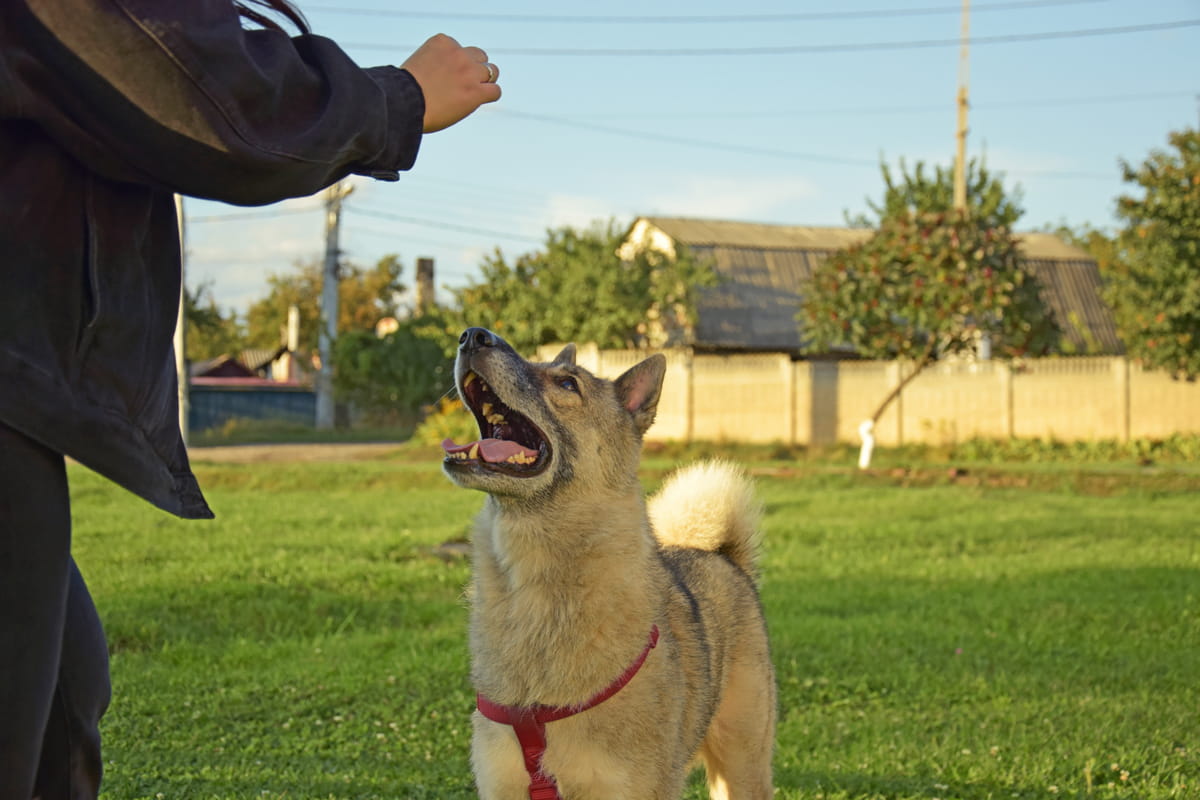 Clicker training