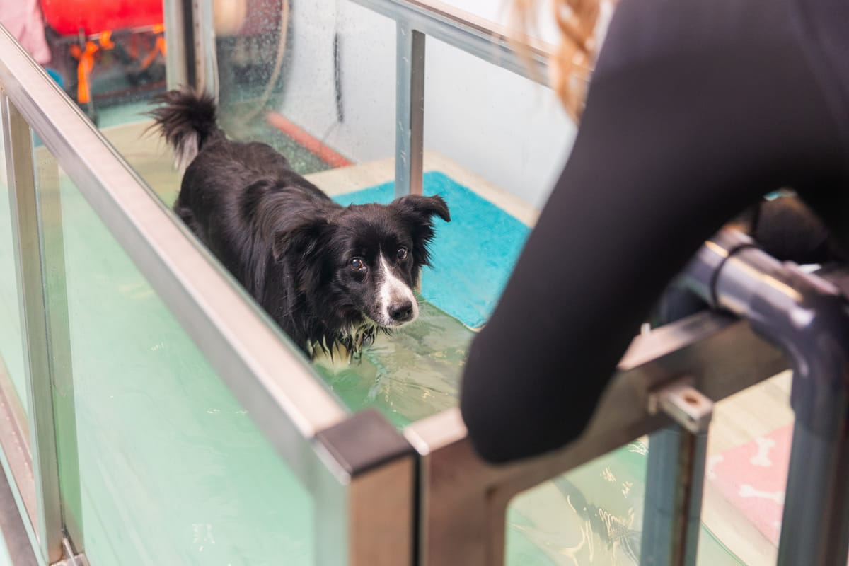Rehabilitación veterinaria