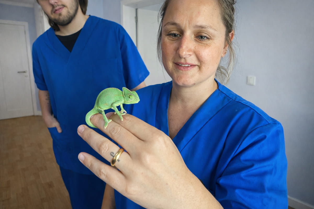 Camaleón clase reptiles