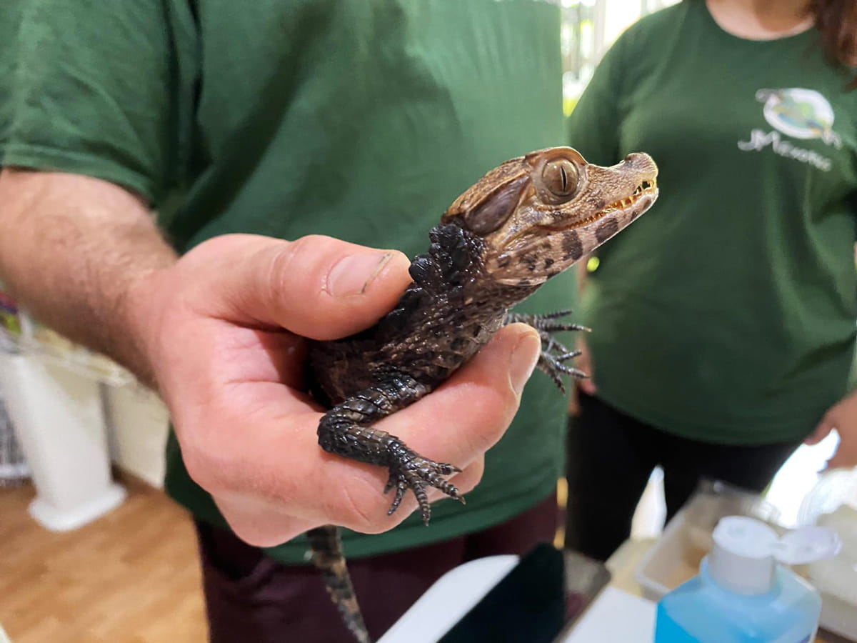 Clase de reptiles