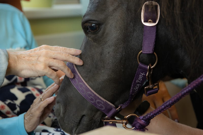 Terapia asistida con animales