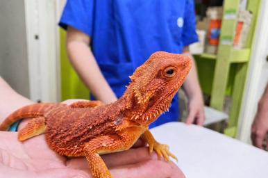 Técnico en reptiles