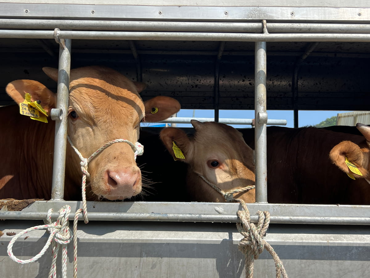 Transporte animales vacas