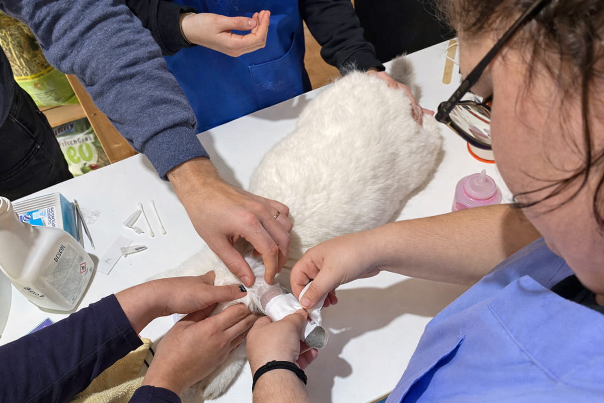 Vendaje conejo pequeños mamíferos