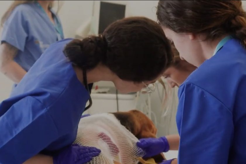 Alumnas del curso auxiliar veterinario de prácticas en Hospital veterinario Alumnas del curso auxiliar veterinario de prácticas en Hospital veterinario